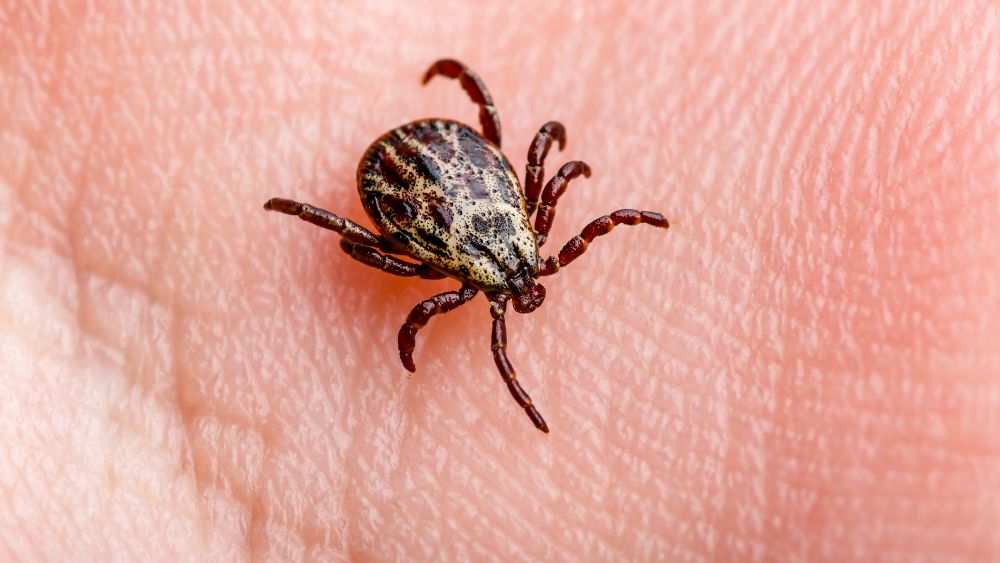 brown spotted small tick in hand - Most Dangerous Animals in Australia