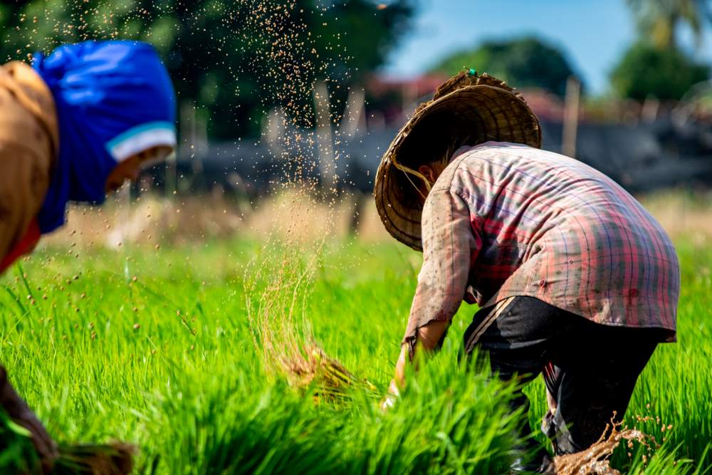 men who are working in the rice farm