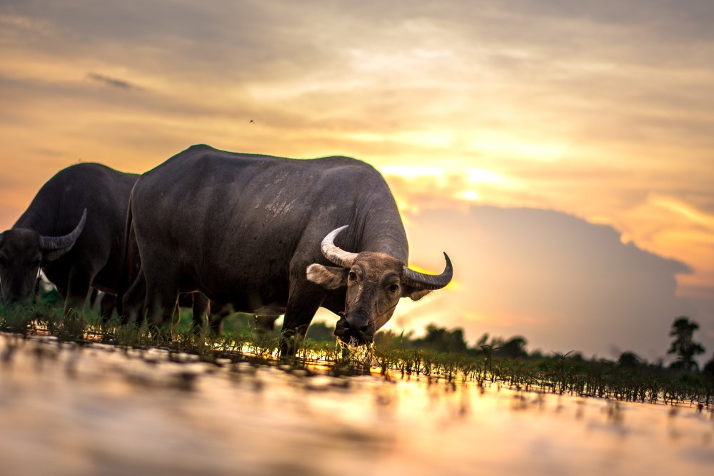carabao in the wet mud
