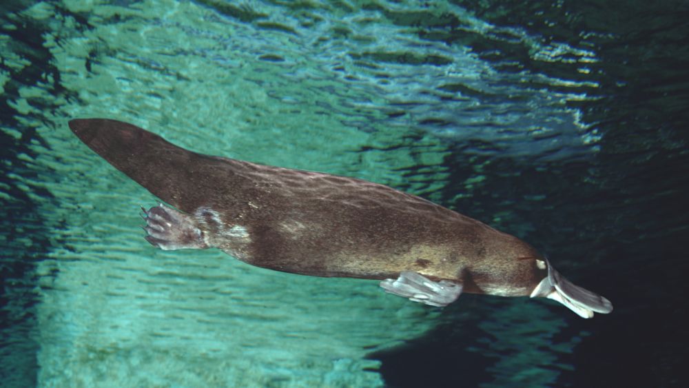 Platypus swimming underwater - Most Dangerous Animals in Australia