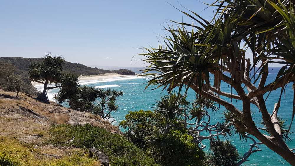 trees on mountain cliff in front of the ocean - Best Beaches Near Brisbane