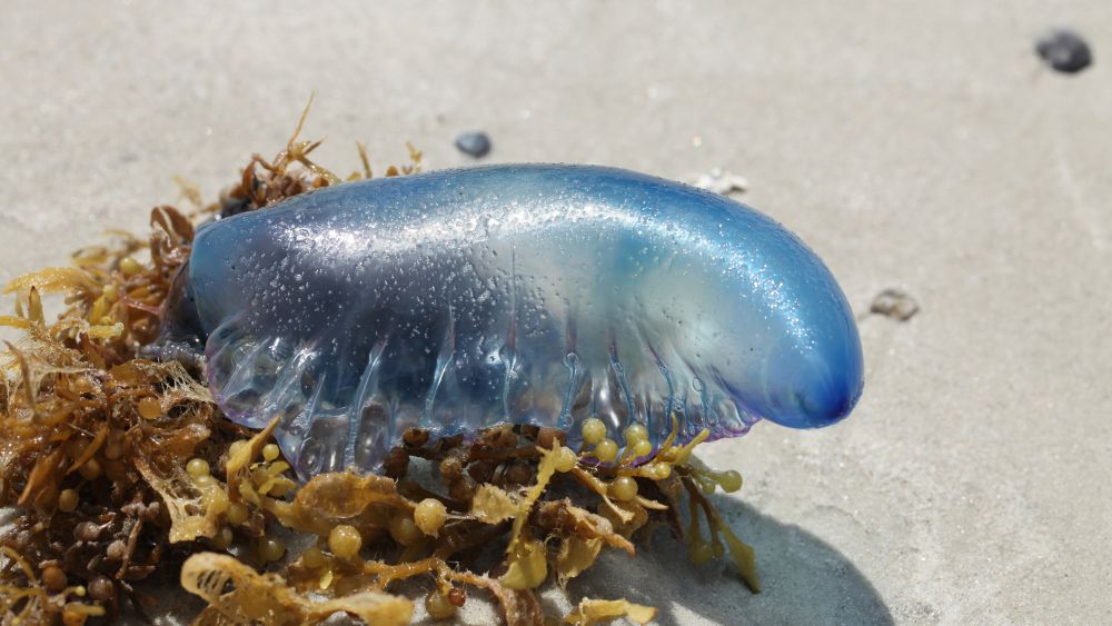 blue-purple gas-filled float body with tentacles - Most Dangerous Animals in Australia