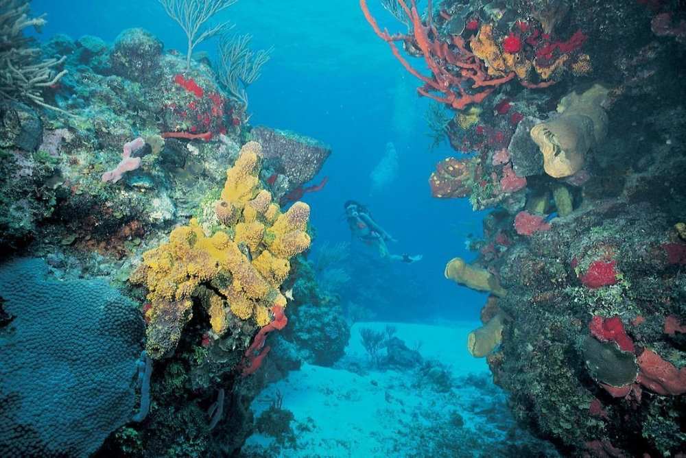woman snorkeling in between giant reef