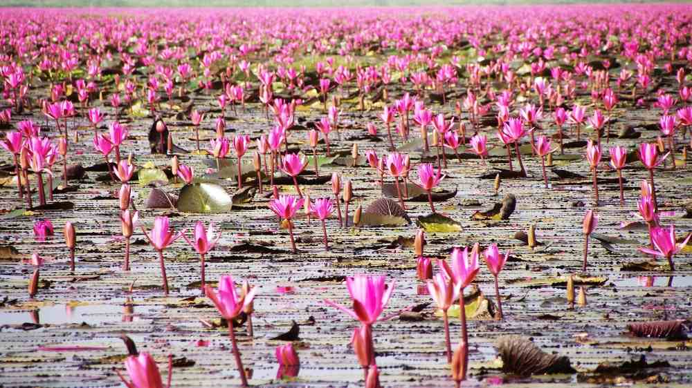 a lot of pink flower lotus in the sea