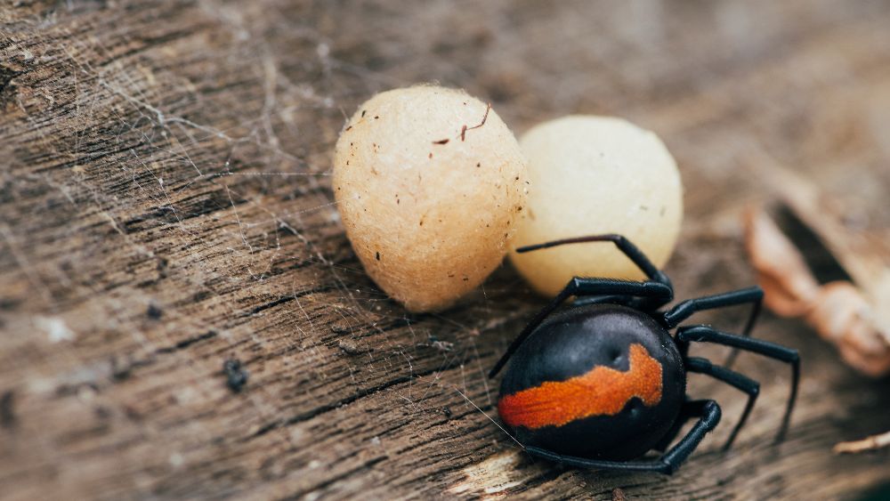 Redback Spider near two white ball like - Most Dangerous Animals in Australia