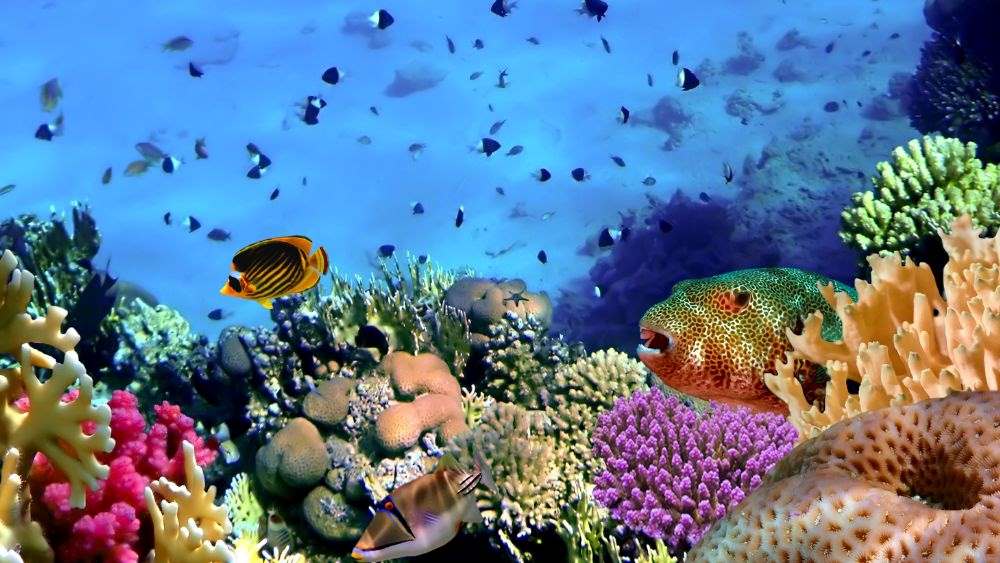 colorful reef and fishes underwater