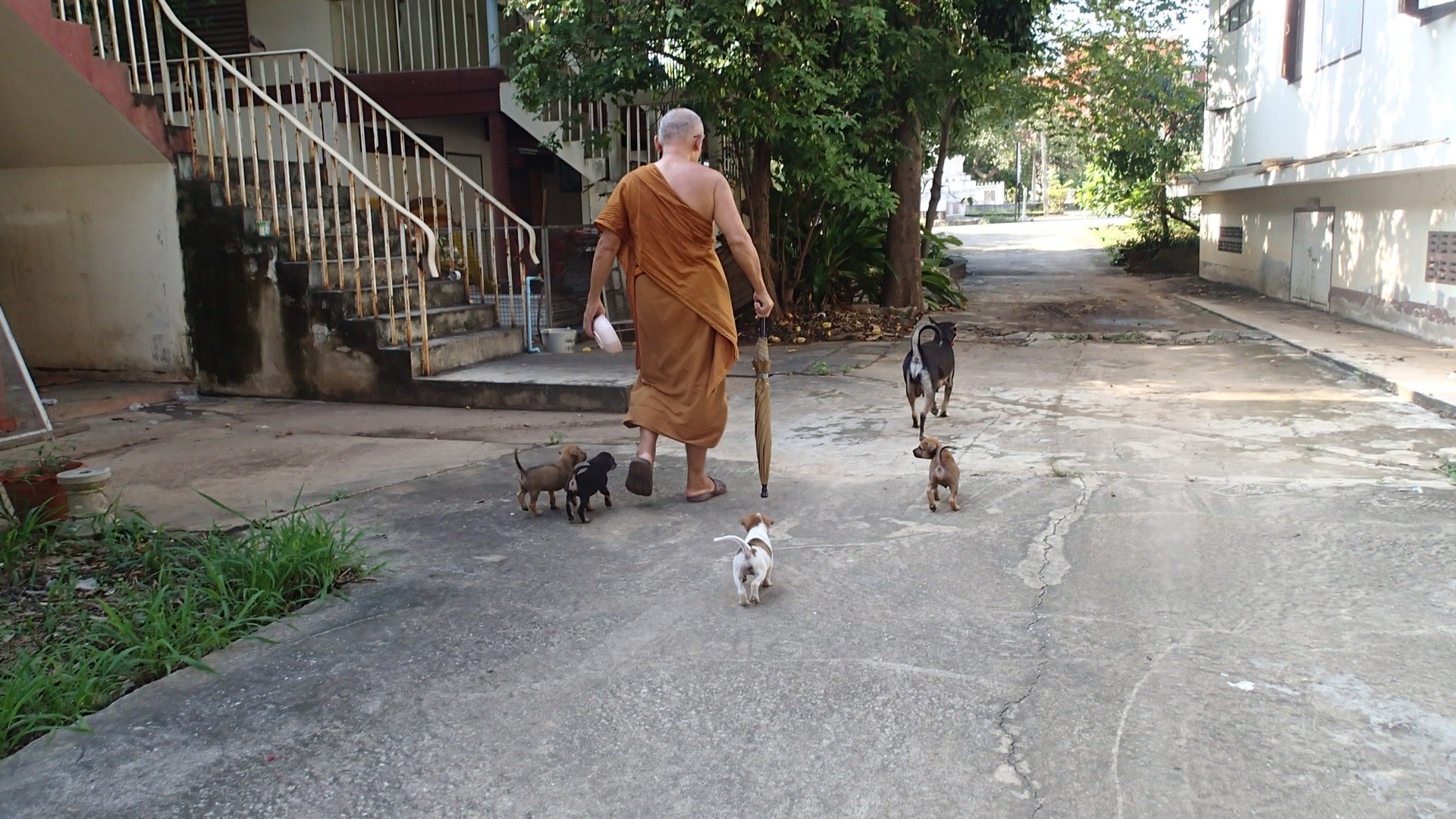 Rescue Paws: The True Underdog