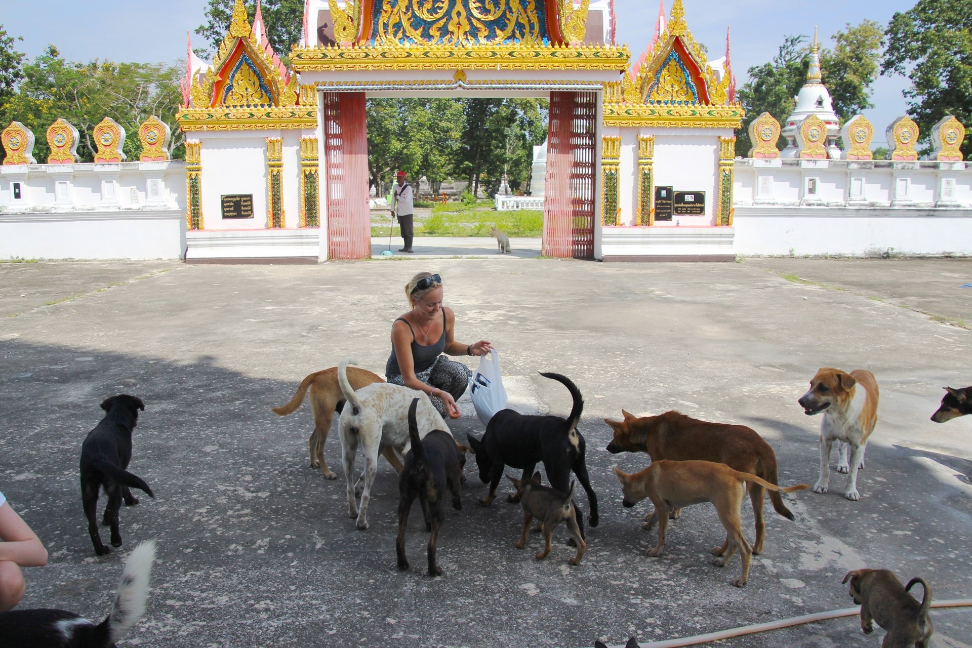 rescue-paws-2