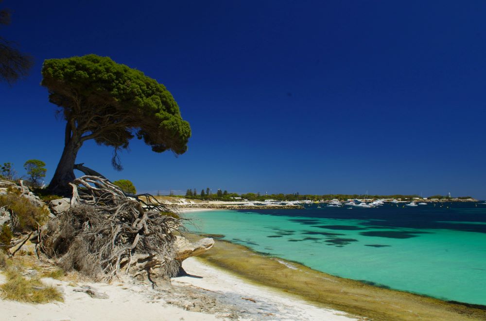 green bushy tree on the side of the beach - Best Places to Visit in Australia