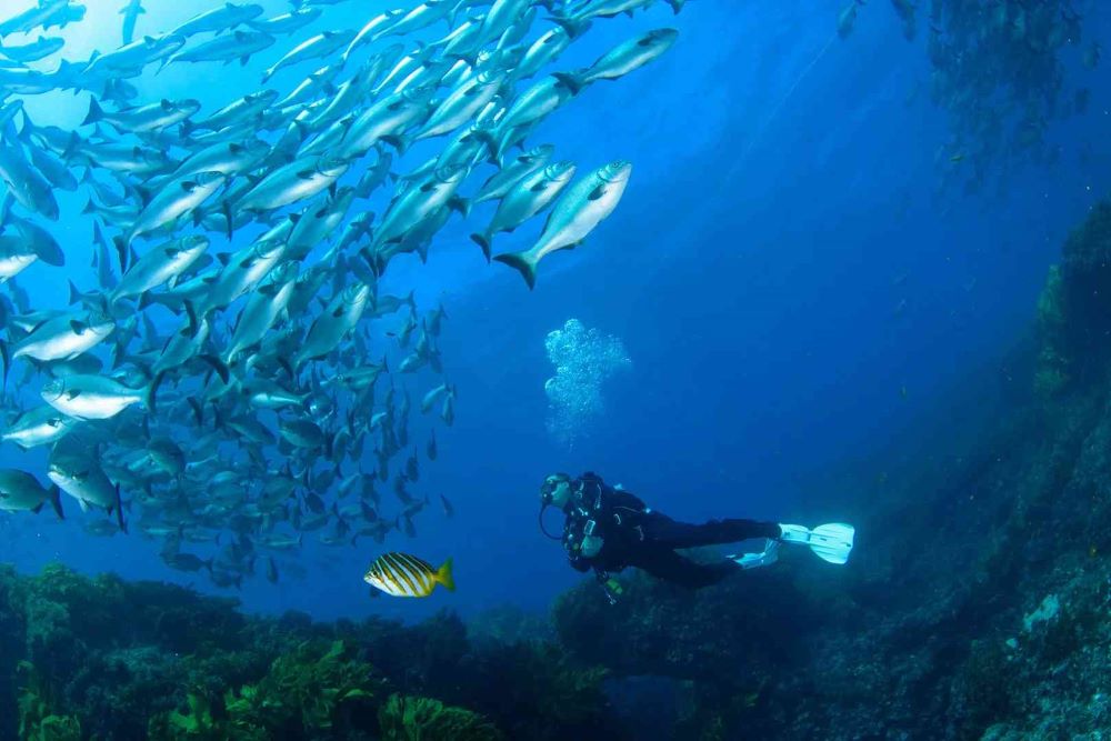 diver underwater beside fishes