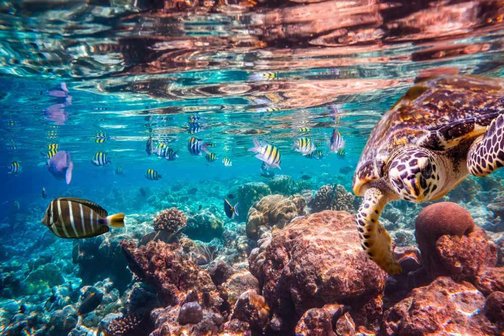 turtle swimming with fishes above the coral reefs - Best Scuba Diving in Australia