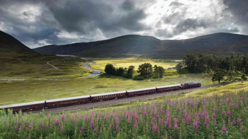 train in the field with flowers