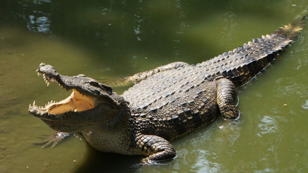 salt water crocodile soak in water