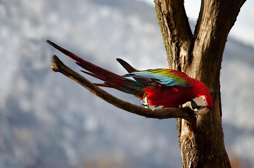 red parrot on top of the branch of a tree