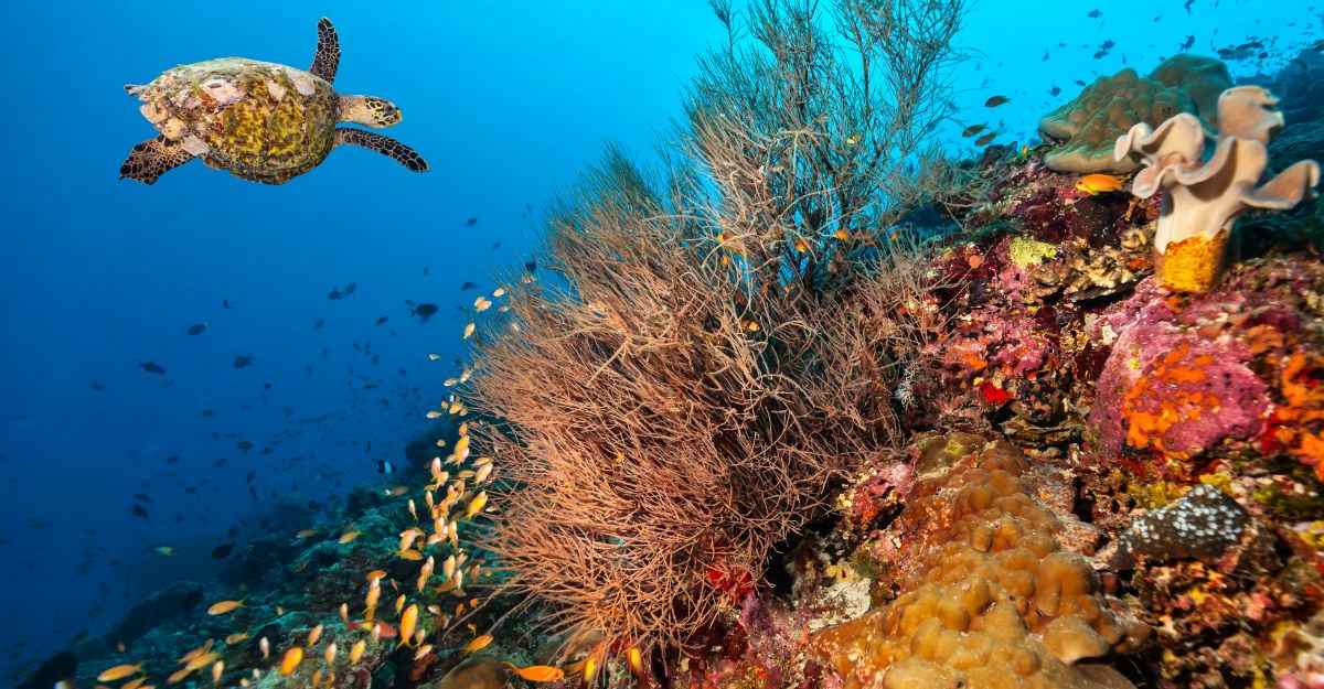 Best Scuba Diving in Australia; Top 20 Spots