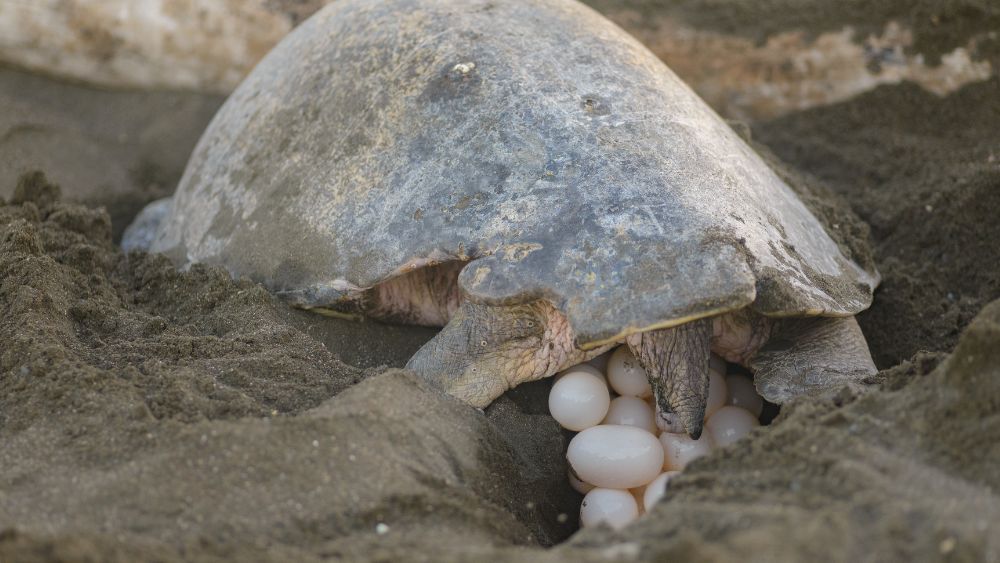  sea turtle laying eggs in the sand - Best Time to Visit Cancun