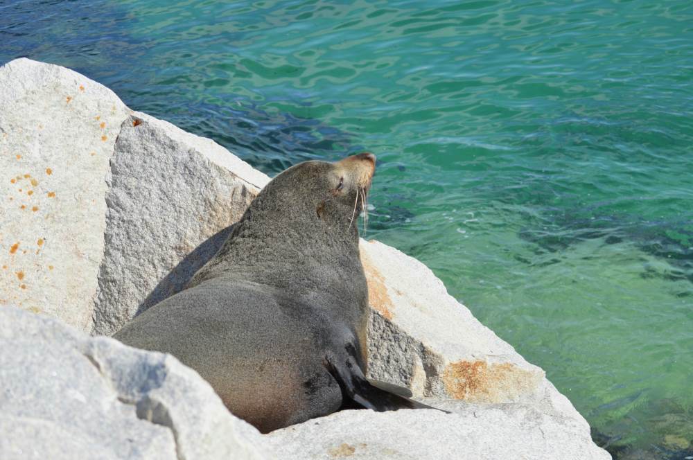 seal sunbathing on the rocks