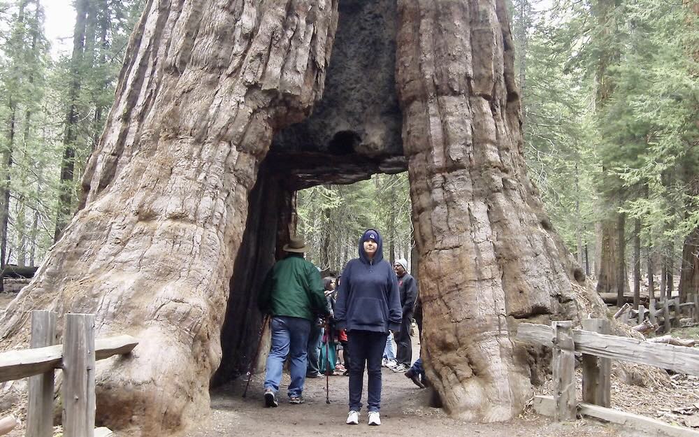 Jo standing under a sequoia tree