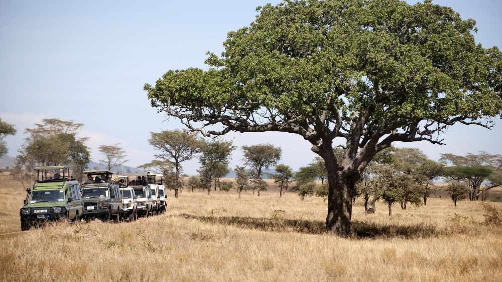 truck cars near big tree