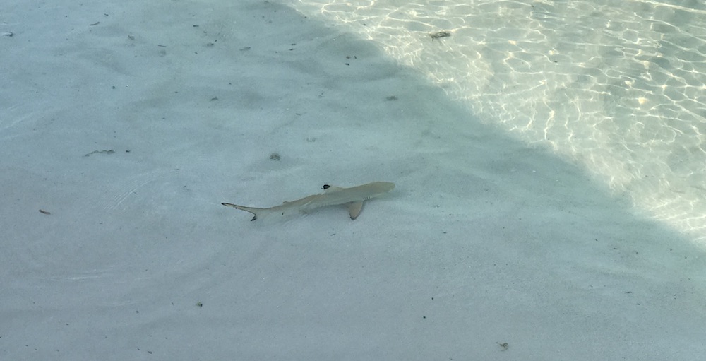 small shark swimming in a clear beach water by the shore