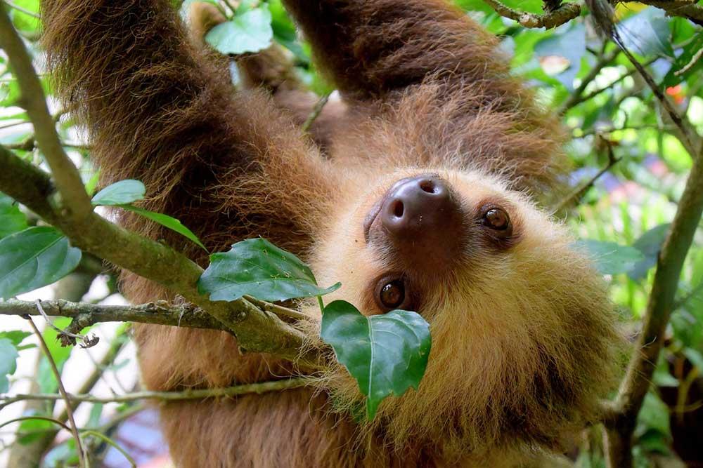 sloth-in-costa-rica