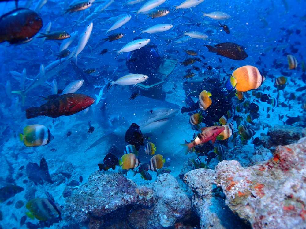 divers surrounded by colorful fisher and near a shark