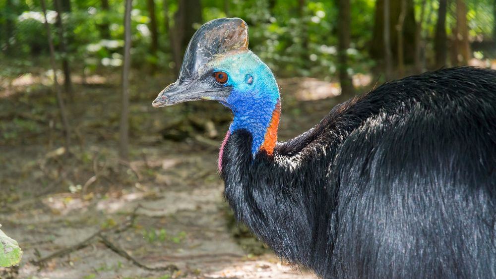 blue head bird with black haired body - Most Dangerous Animals in Australia