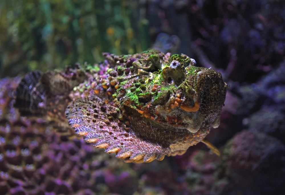 multi colored stone fish