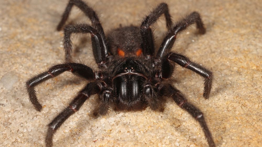 black spider with hair on legs