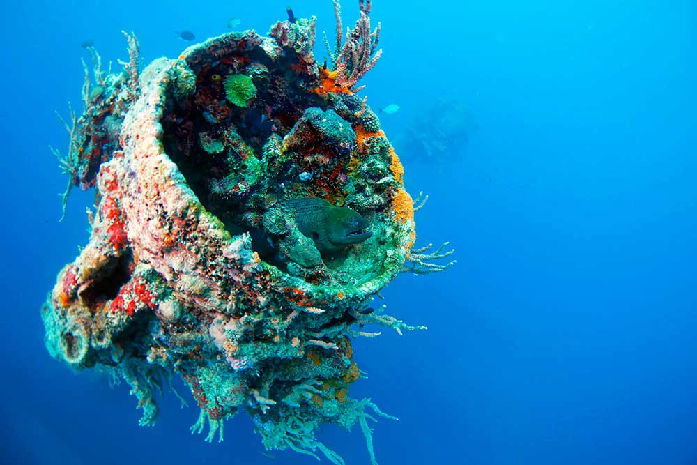 rare looking fish inside a coral reef underwater - Best Scuba Diving in Australia