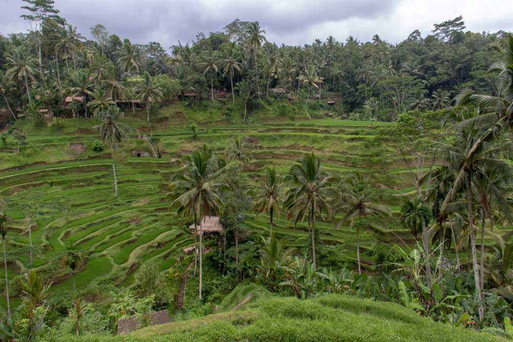 aerial view of the Tegalalang Rice Terraces