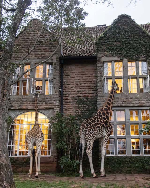 two giraffe facing the window of a brick house