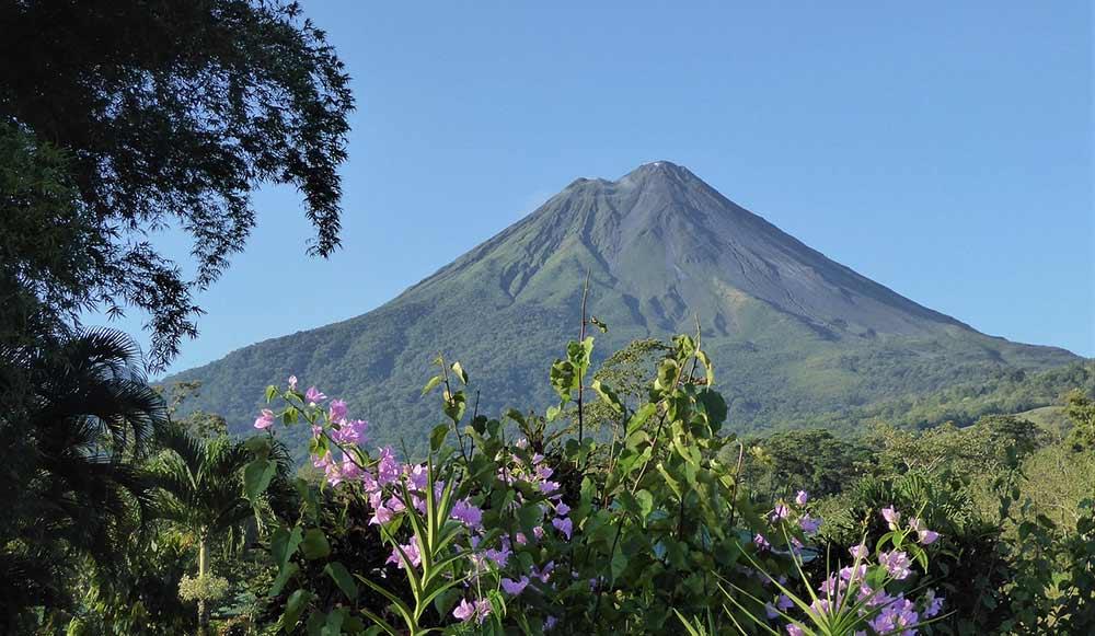greenish volcano with trees and beautiful pink flowers below