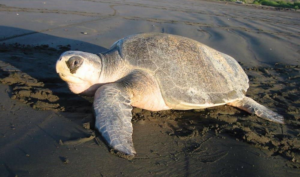 big turtle crawling in the sand