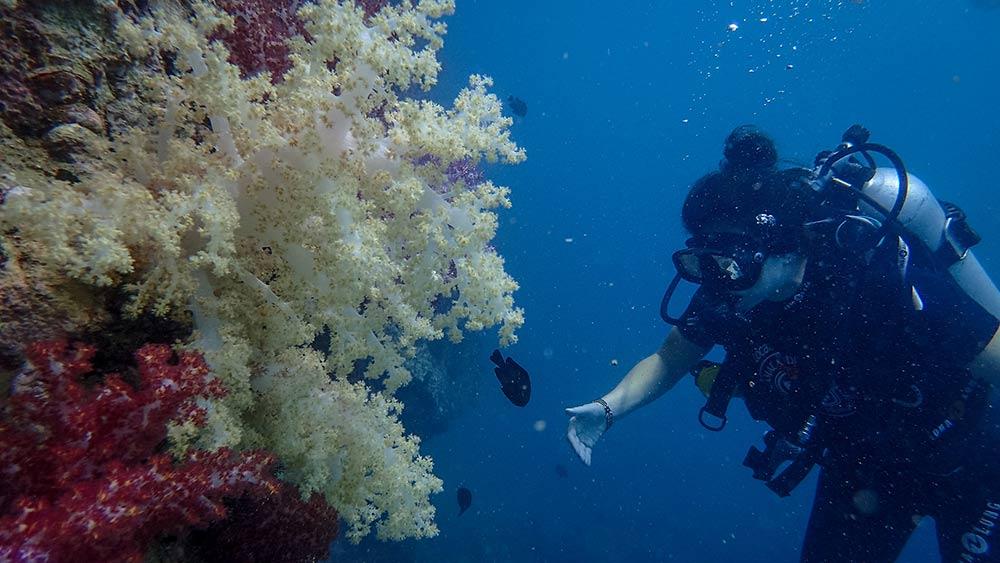 scuba diver with small black fish and colorful coral reefs