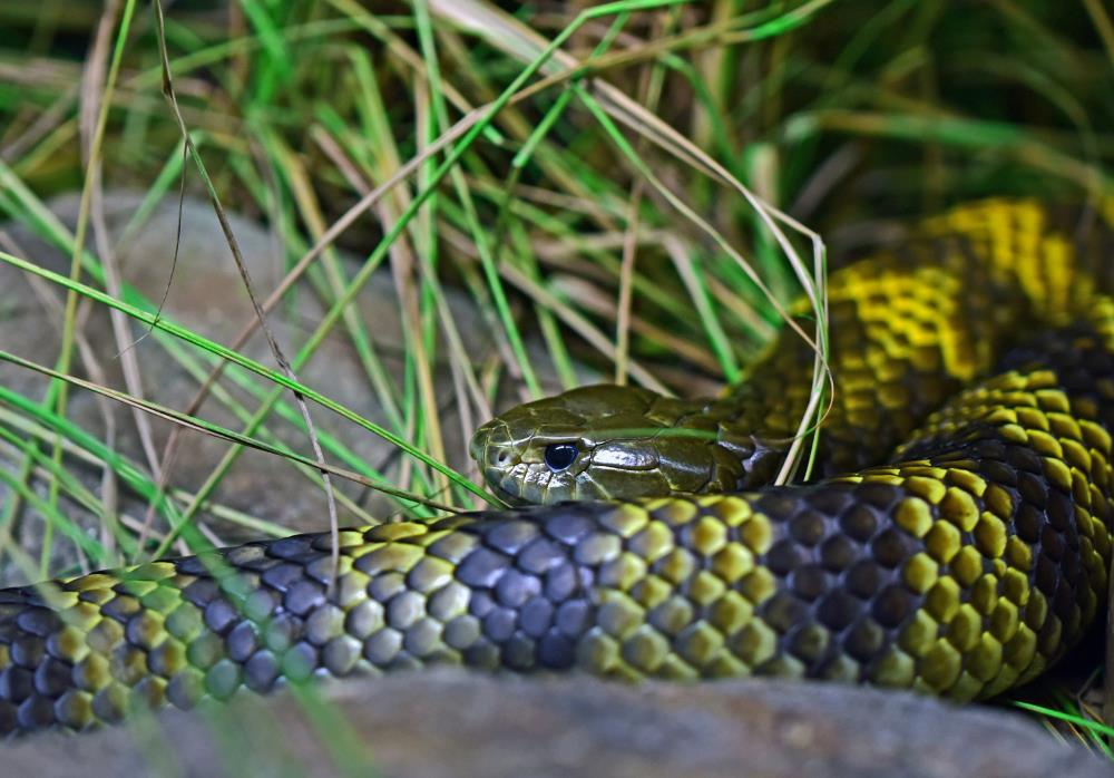 black and yellow snake surrounded by grass