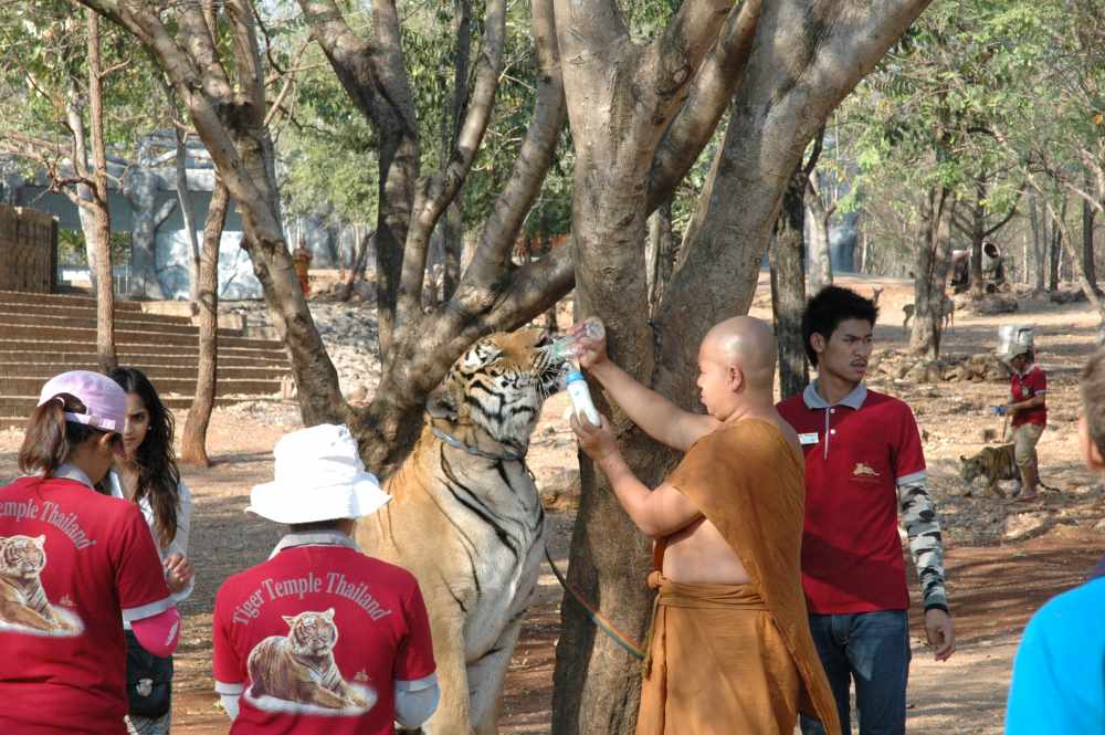 man feeding tiger- facts about thailand