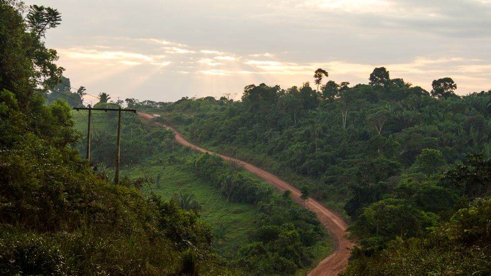 dirt road surrounded by trees