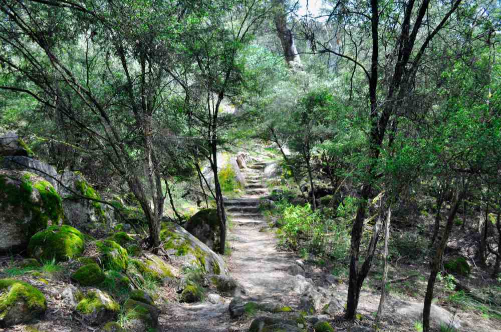inside forest full of trees