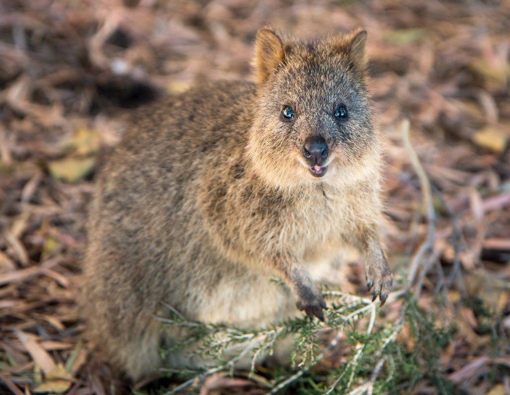 ultimate-aussie-experiences-quokka
