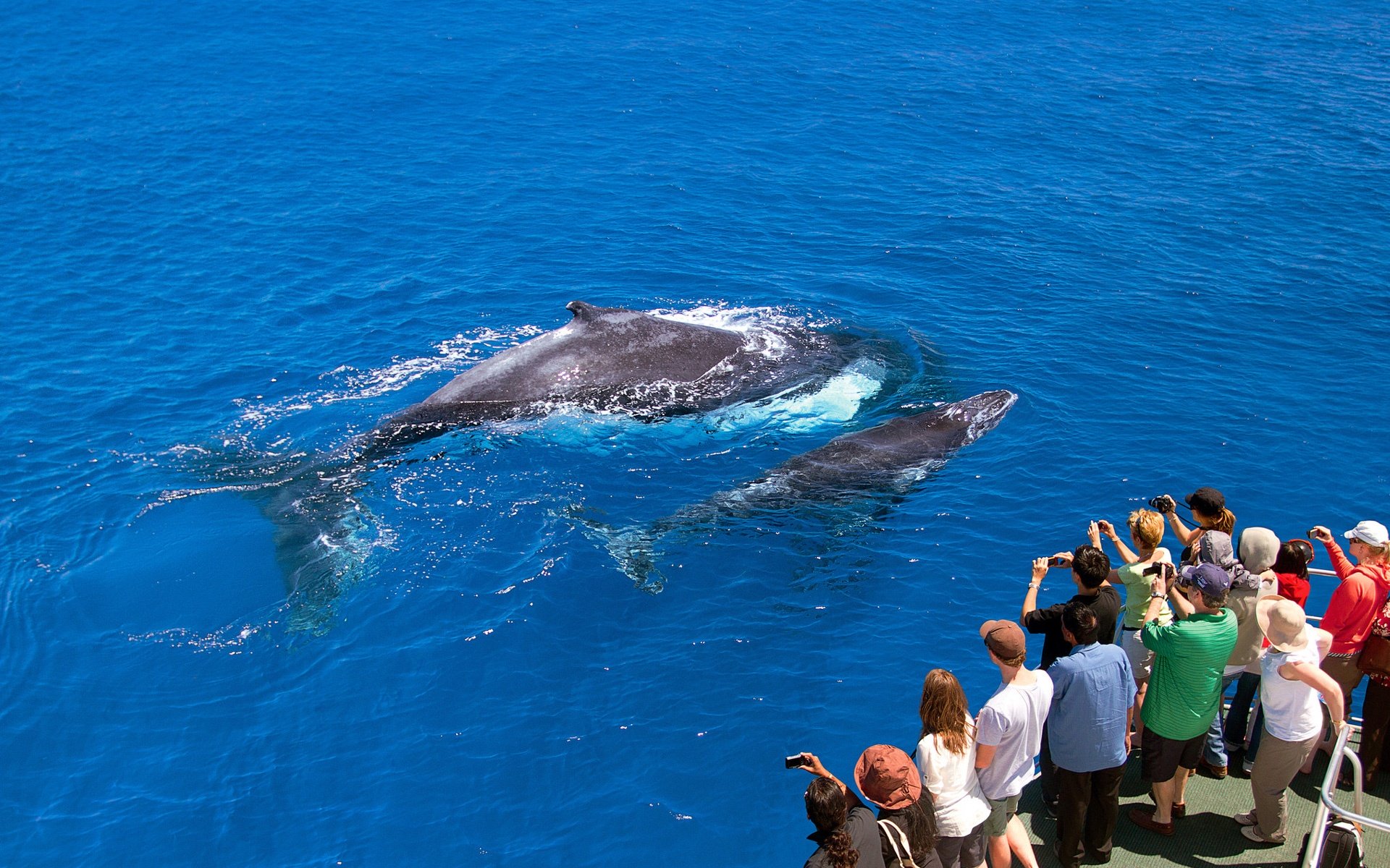 ultimate-aussie-experiences-whale-watching