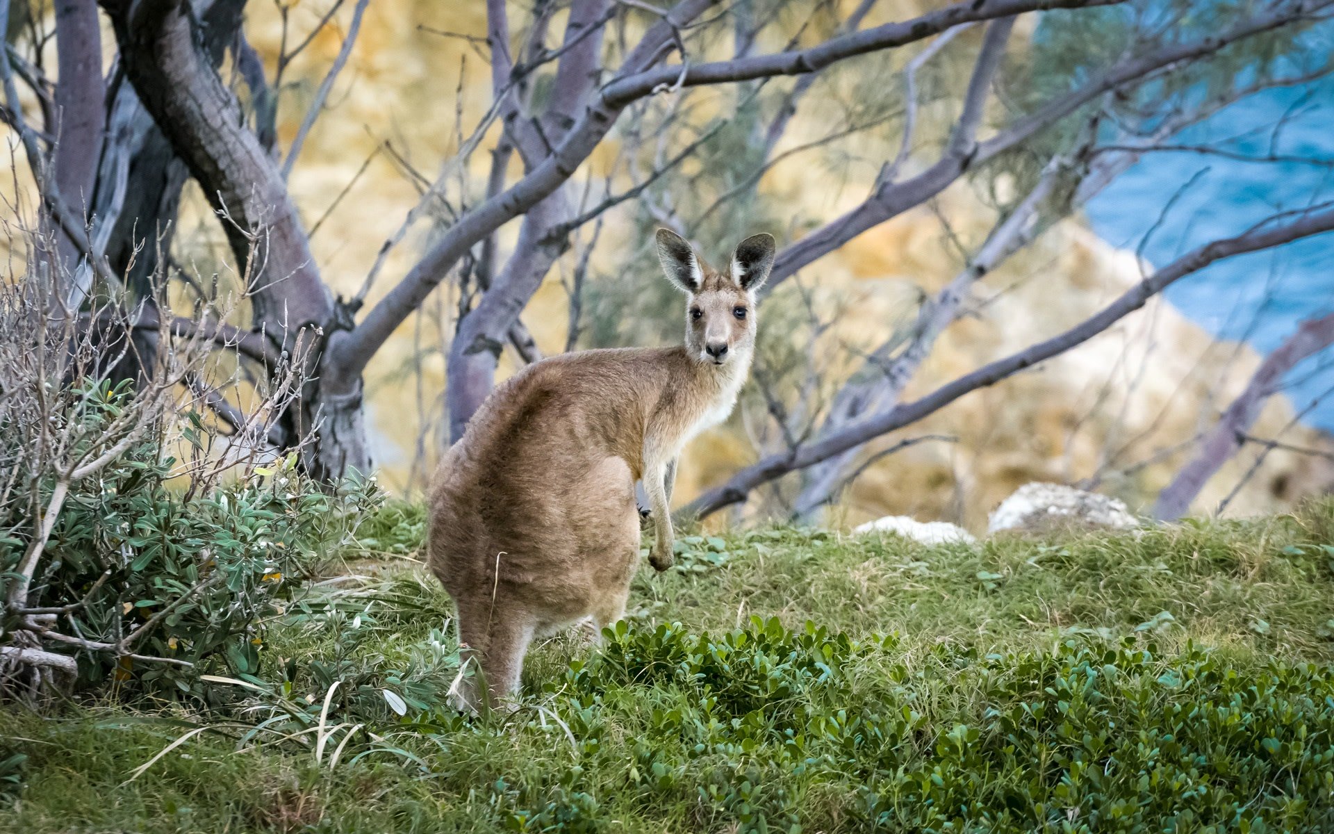 15 Ultimate Aussie Experiences You Can't Miss Down Under