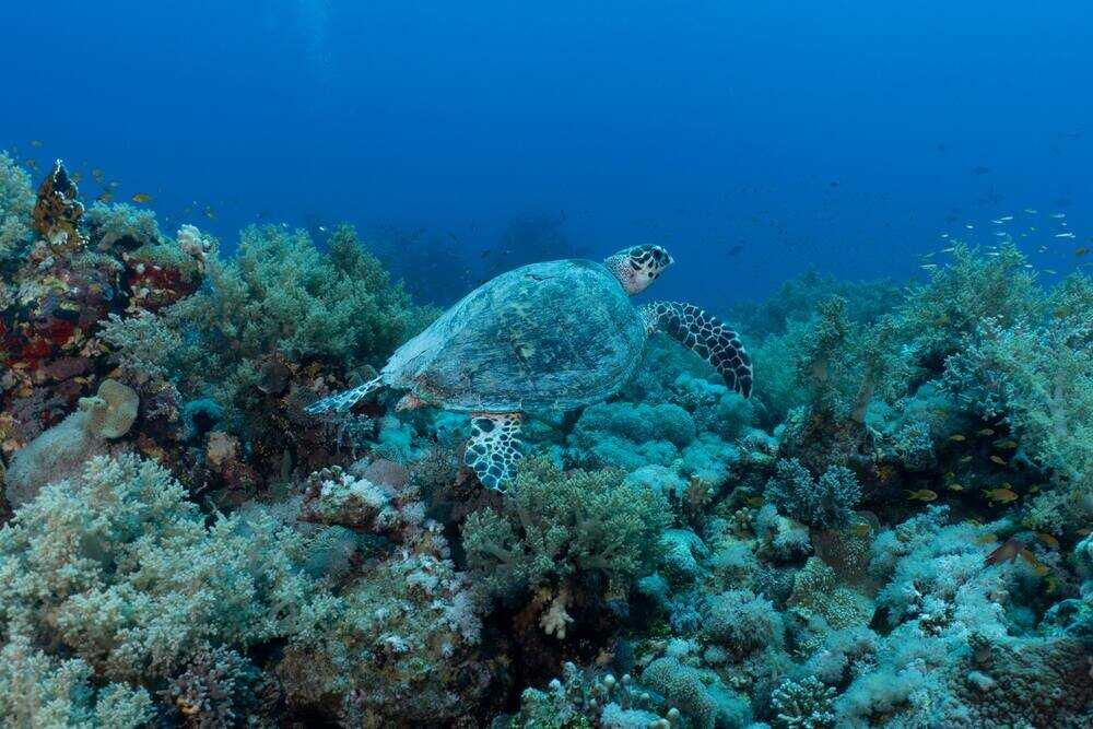 under the sea - turtle