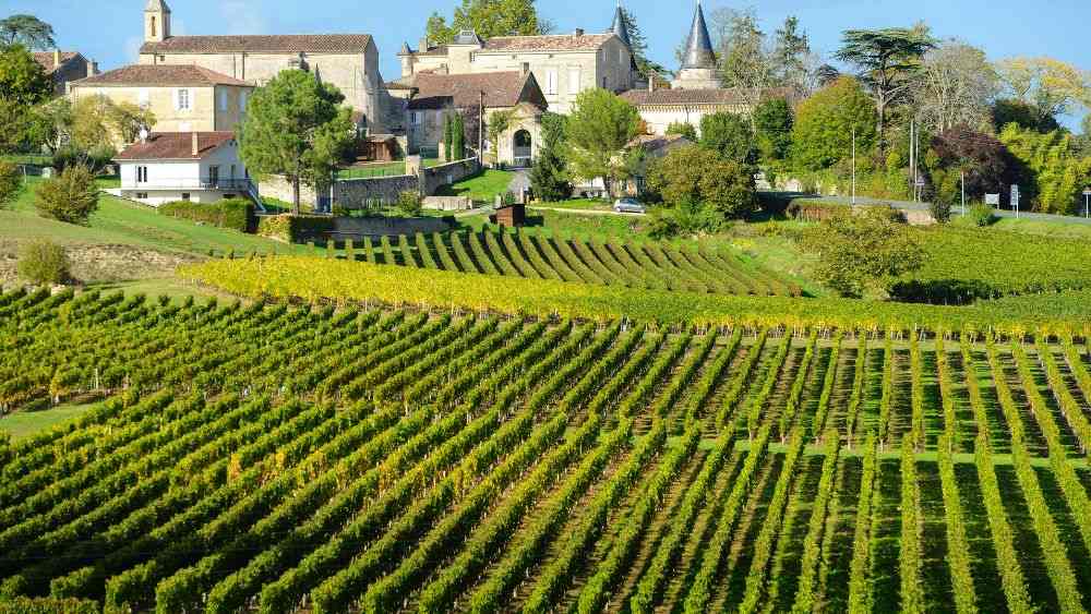vineyards of Bordeaux with old house on the background