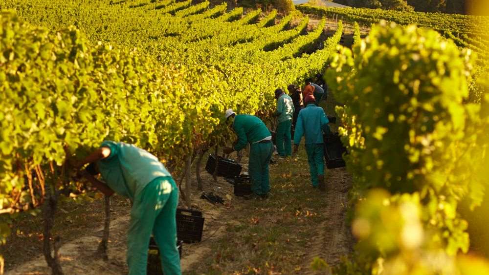 people harvesting grape at the vineyard