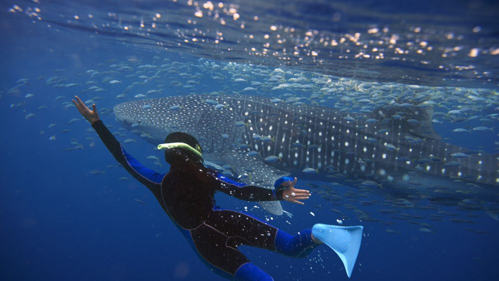 swimming near the whale shark