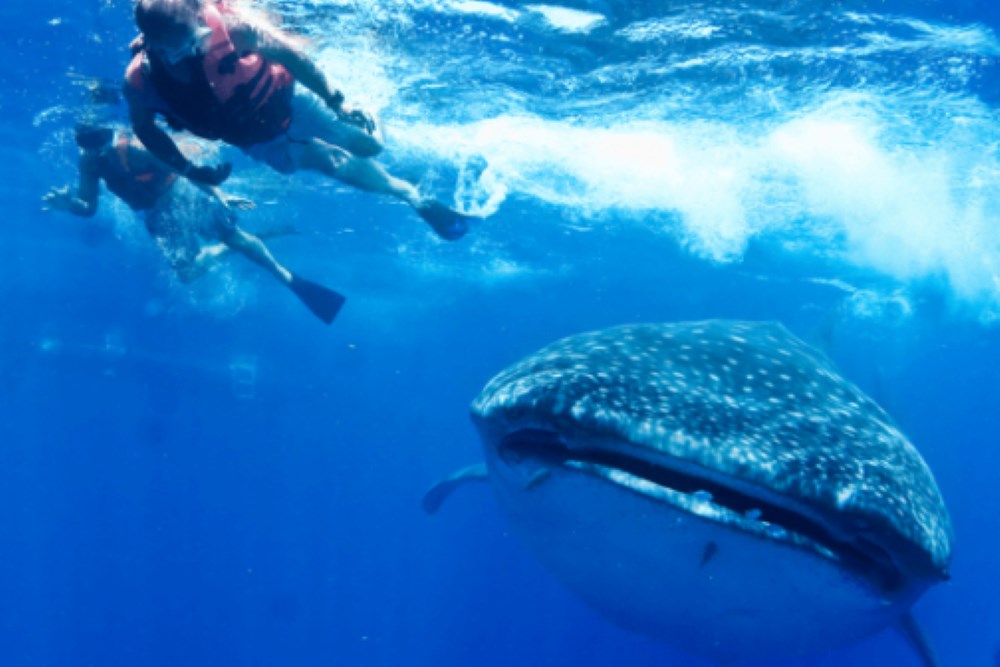 swimming beside the big whale