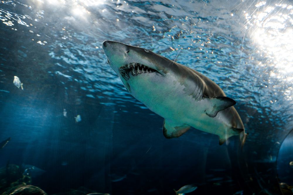 shark showing his teeth underwater