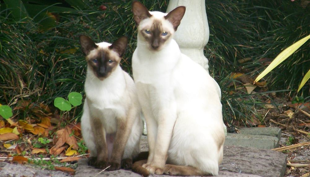 white cats with black part in head and feets- facts about thailand