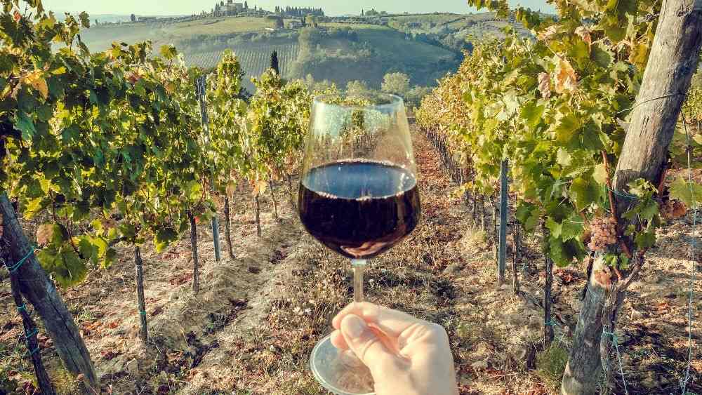hand holding a glass of wine in front of a vineyard - reasons to visit australia